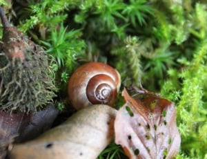 Snail, Leaves, Nature, Forest, Shell, snail, nature thumbnail
