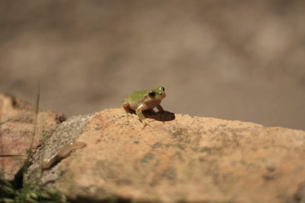 green frog near brown rock preview