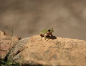 green frog near brown rock thumbnail