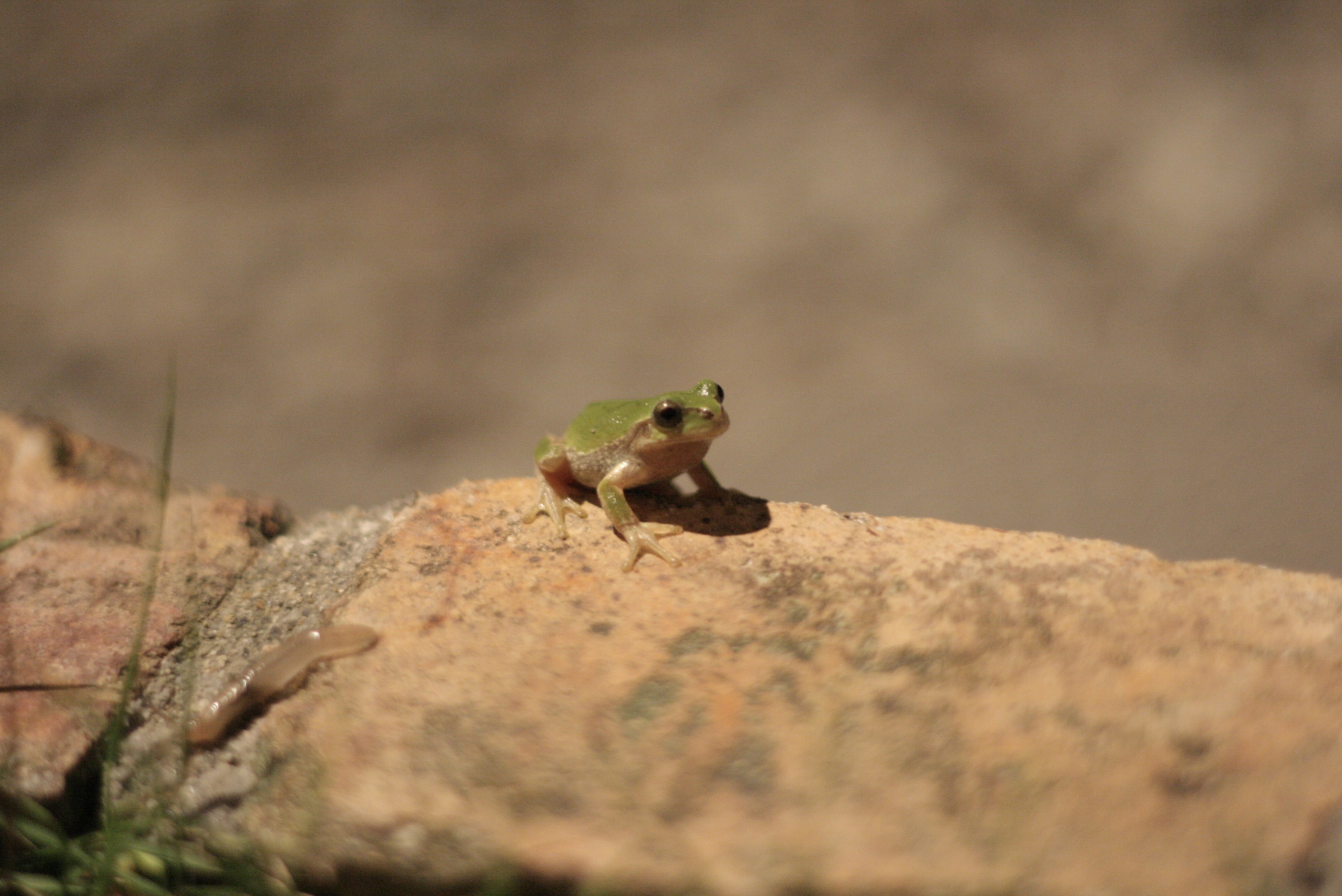 green frog near brown rock