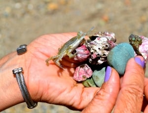 person with a silver cuff bracelet holding assorted sea stones with a grey crab crawling on top thumbnail
