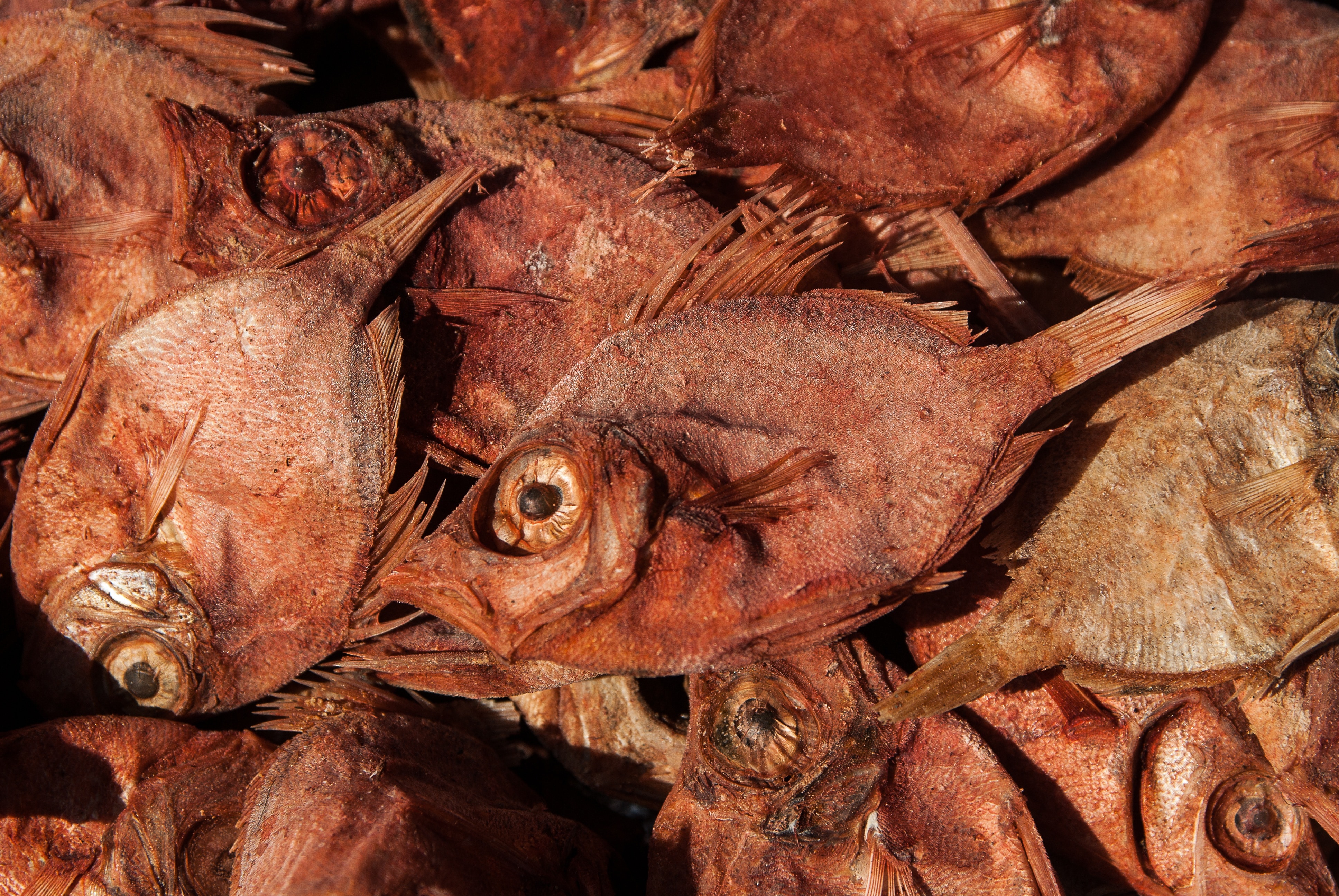 lot of brown dried fish