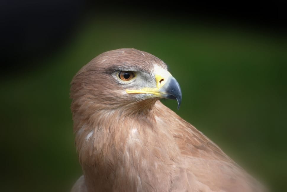 macro photograph of brown eagle preview