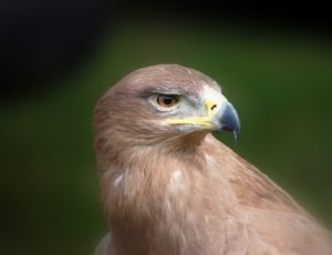 macro photograph of brown eagle thumbnail