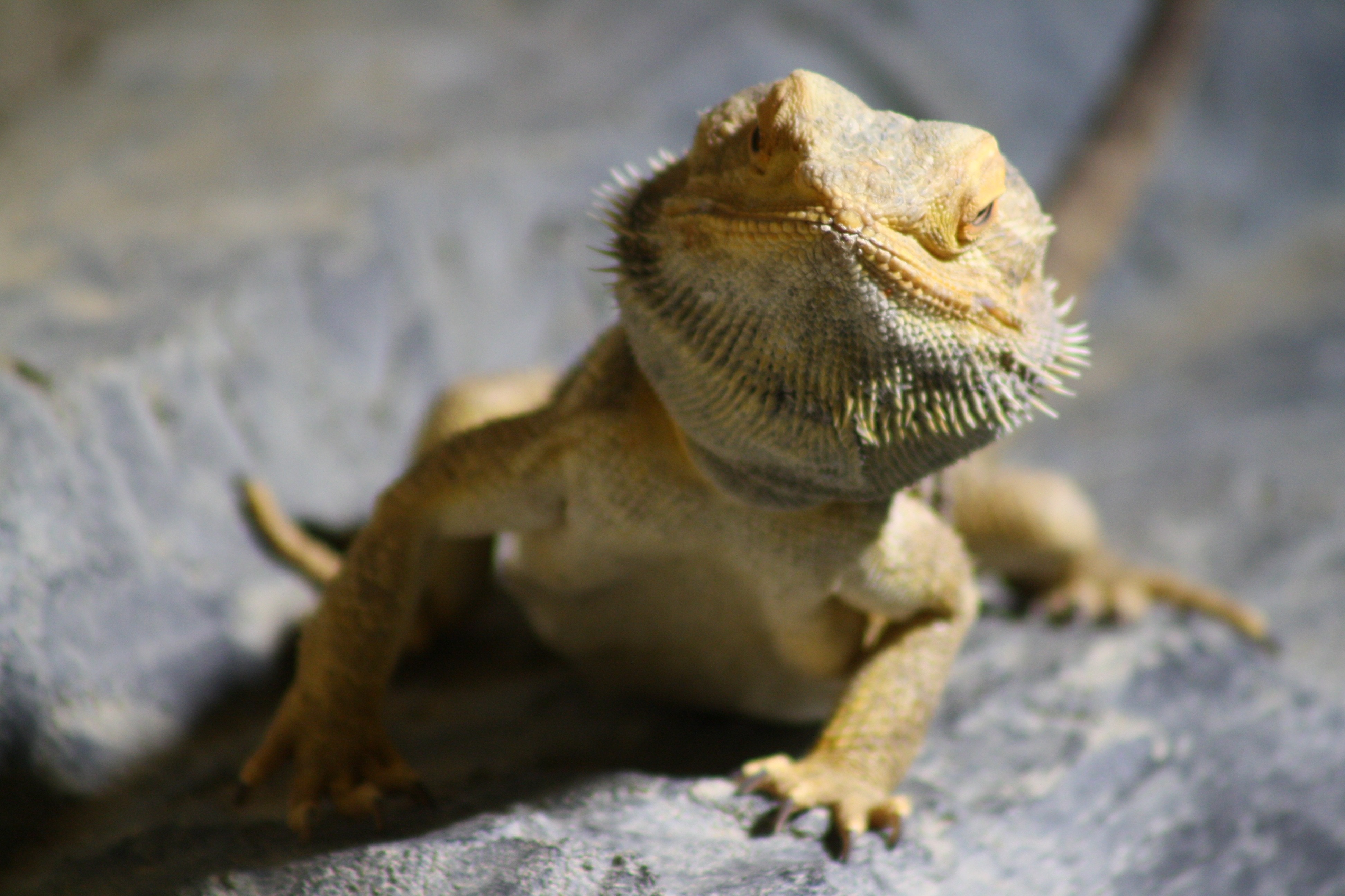 selective focus photography of bearded-dragon lizard