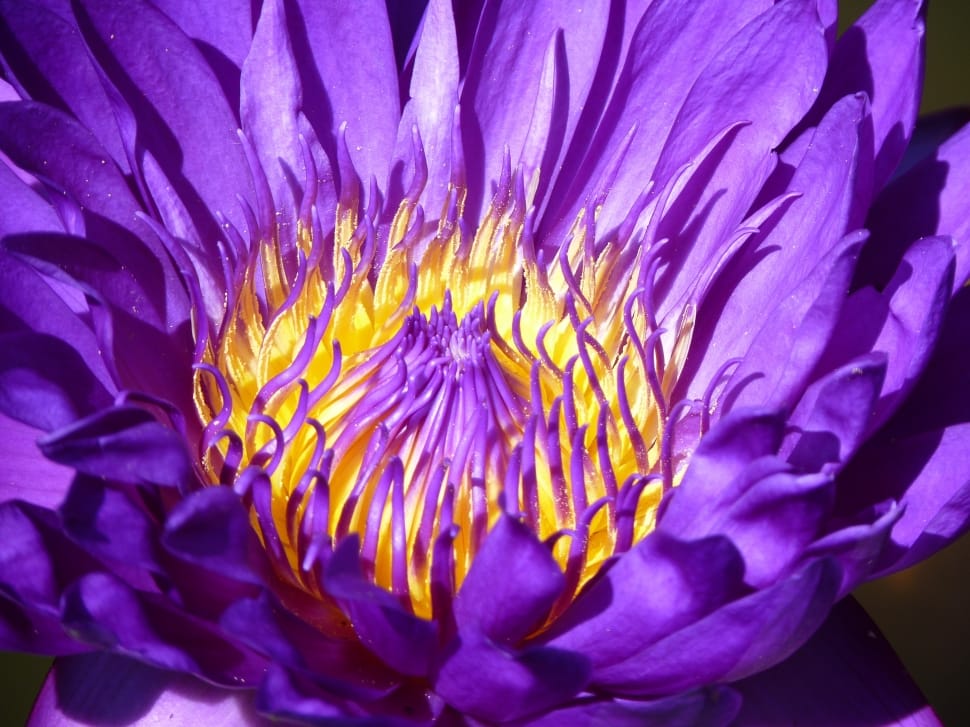 yellow and purple petal flower preview