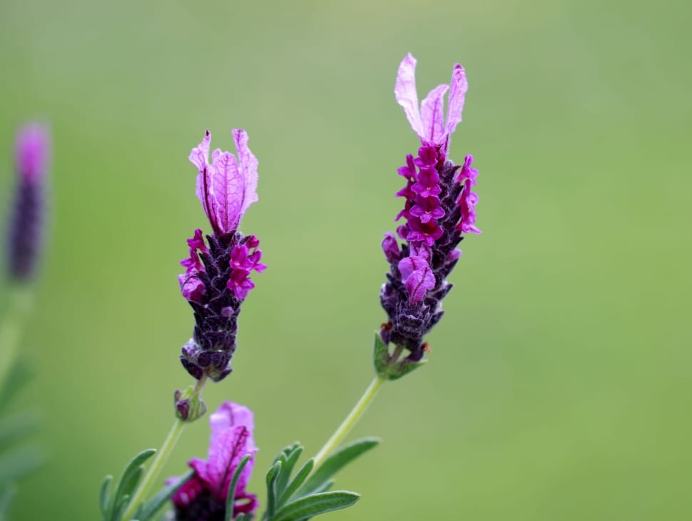 selective focus photography of purple petal flower preview