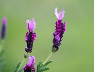 selective focus photography of purple petal flower thumbnail