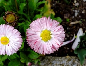 two pink and white petal flowers thumbnail