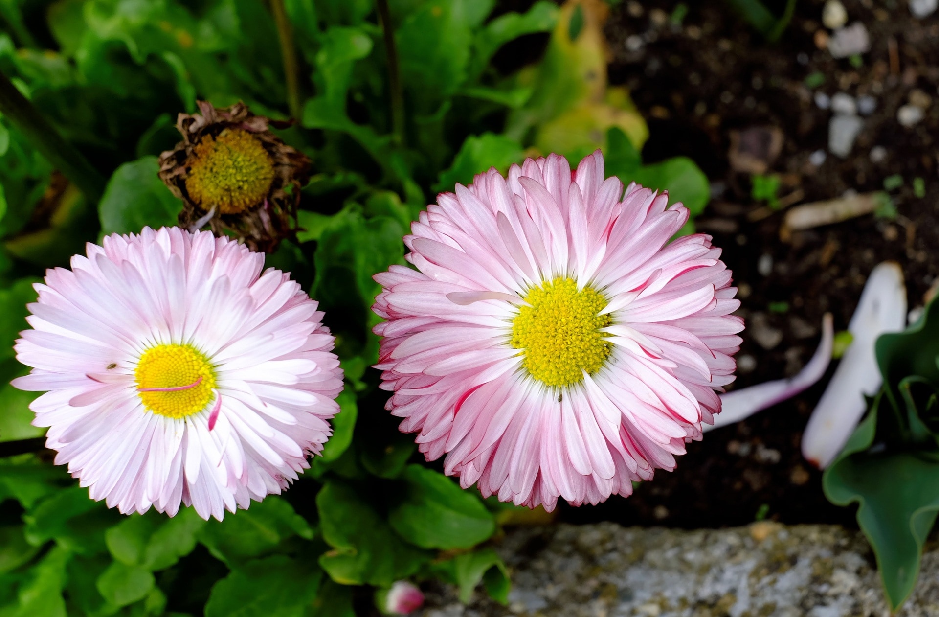 two pink and white petal flowers