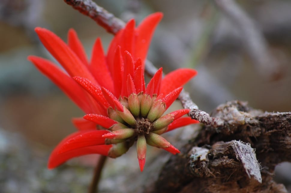 Coral Tree, Plant, Floral, Flower, flower, red preview