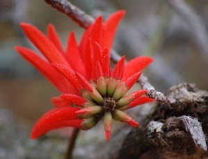 Coral Tree, Plant, Floral, Flower, flower, red thumbnail