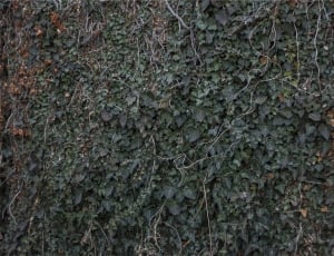 green outdoor wall plants thumbnail