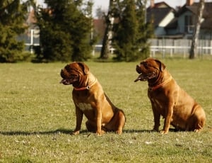 2 brown short coated dogs thumbnail