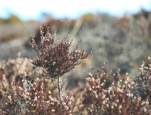 brown flower field during daytime thumbnail