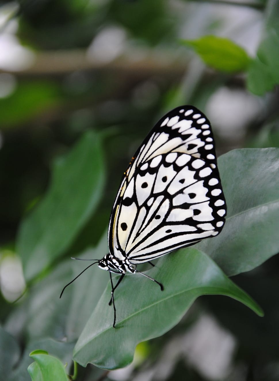 black and white butterfly preview