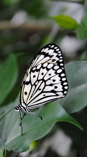 black and white butterfly thumbnail