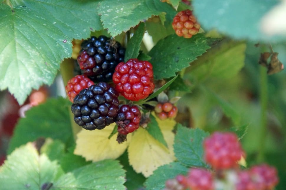 Healthy, Fruit, Blackberry, Delicious, fruit, leaf preview