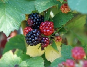 Healthy, Fruit, Blackberry, Delicious, fruit, leaf thumbnail