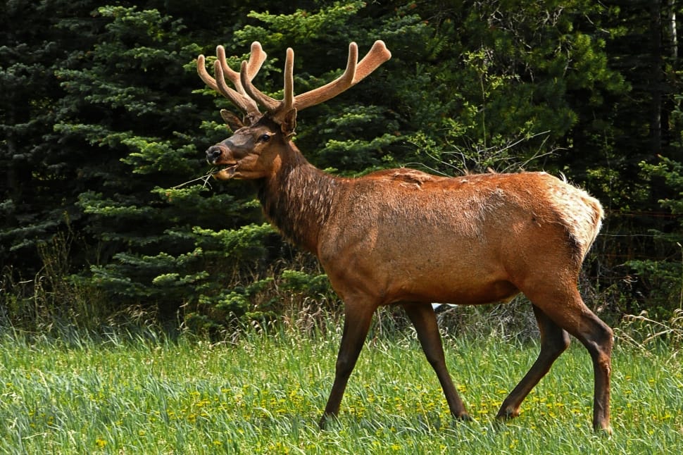 Wildlife, Elk, Nature, Deer, Antlers, animal wildlife, animals in the wild preview
