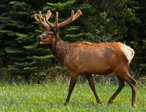 Wildlife, Elk, Nature, Deer, Antlers, animal wildlife, animals in the wild thumbnail
