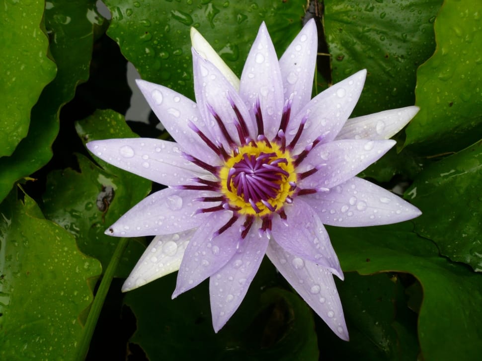 Water Lily, Flower, Purple, Martinique, flower, beauty in nature preview