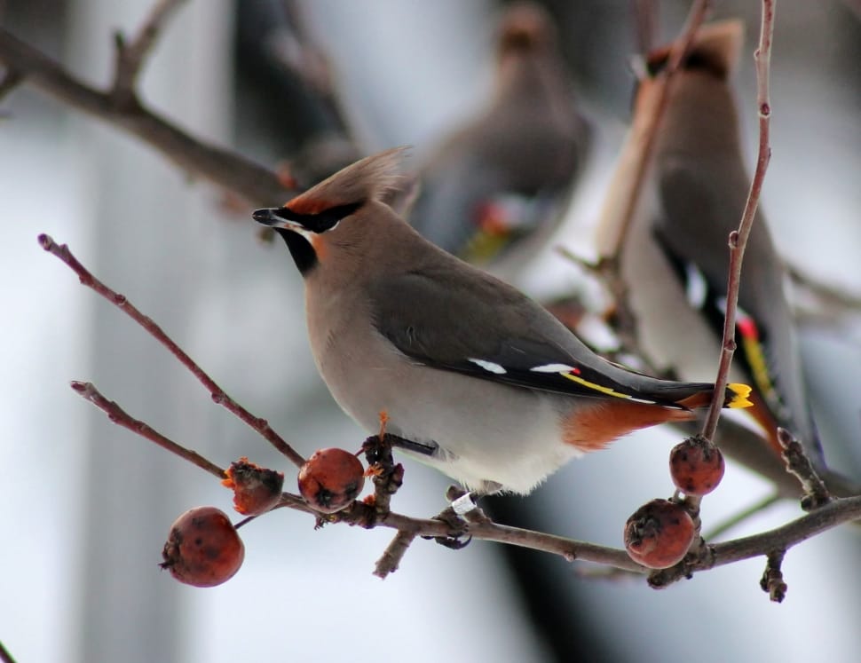 japanese waxwing preview
