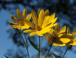4 yellow daisies thumbnail