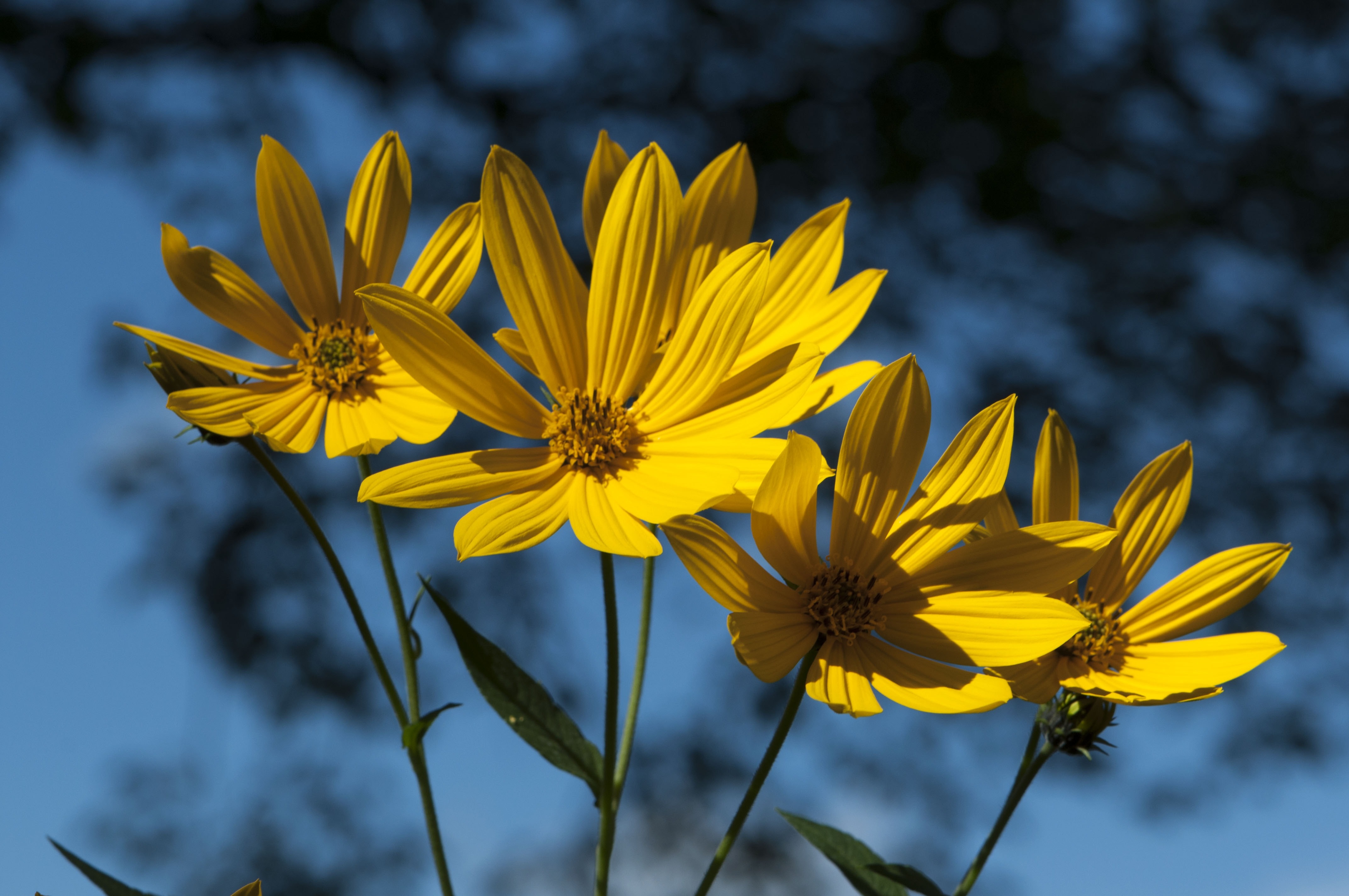 4 yellow daisies