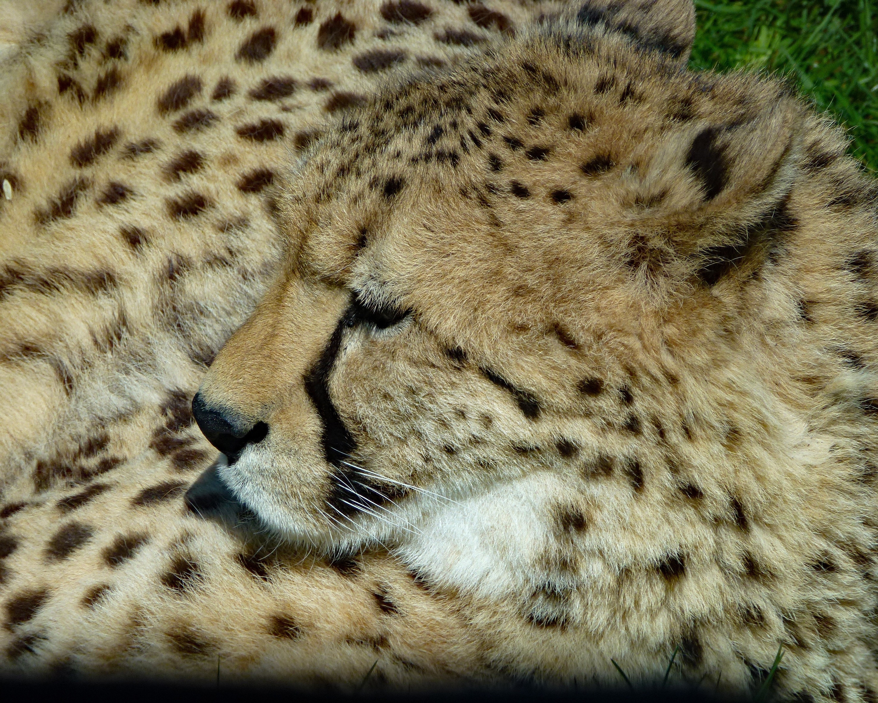 beige leopard