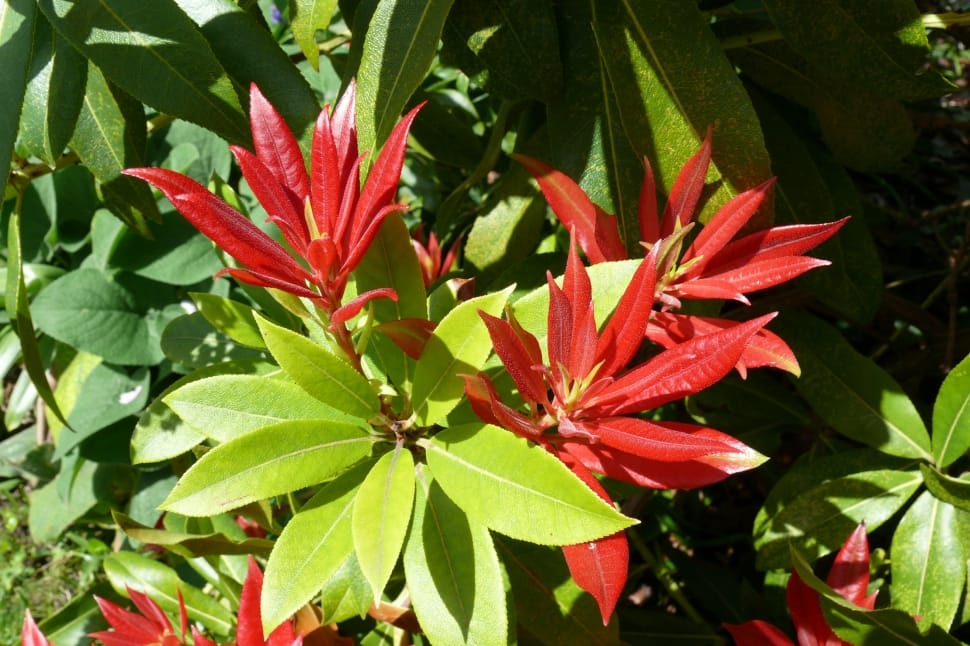 red and green plants preview