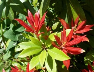 red and green plants thumbnail
