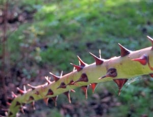 Pointed, Sharp, Branch, Prickly, Thorns, outdoors, day thumbnail