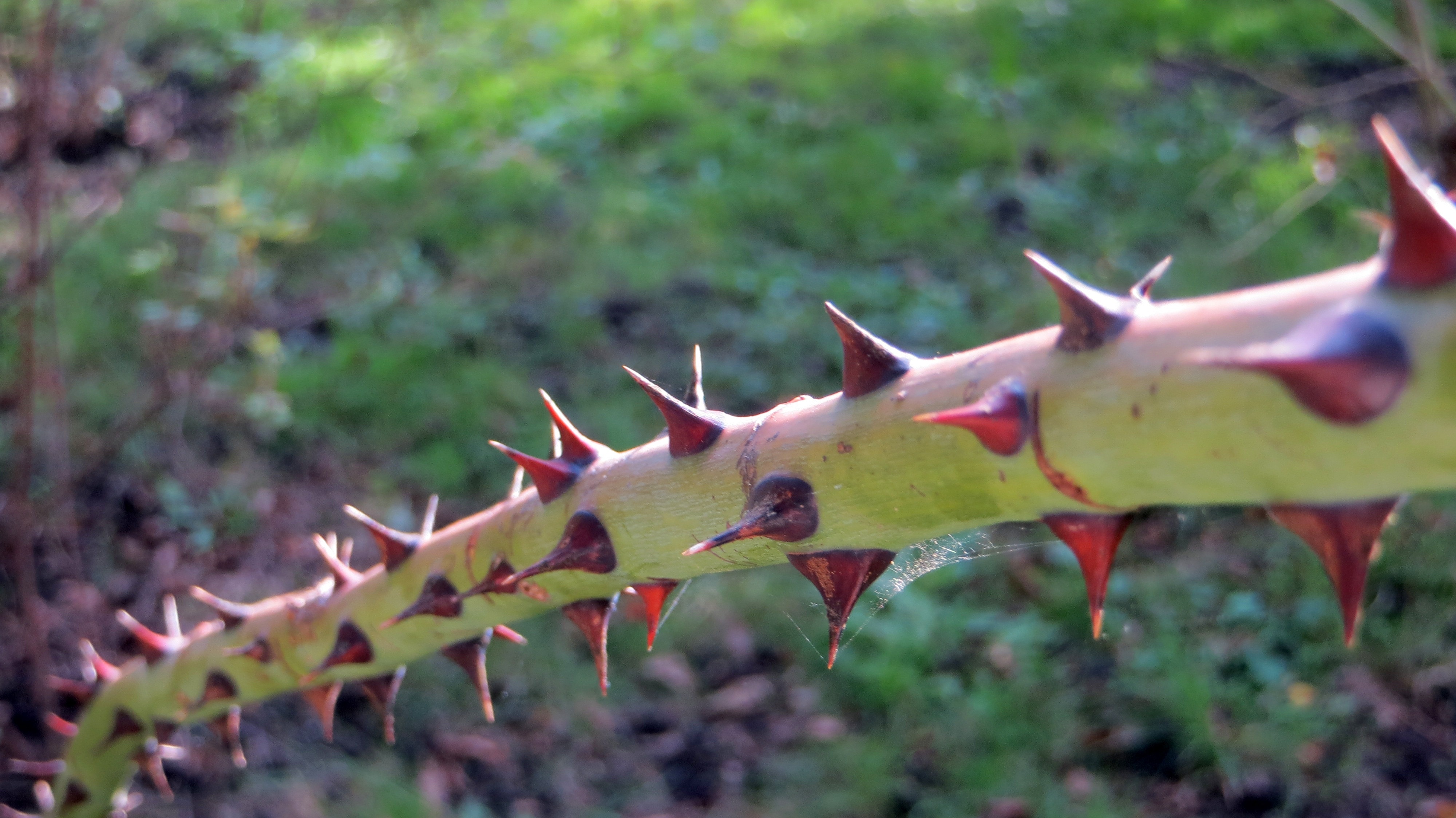 Pointed, Sharp, Branch, Prickly, Thorns, outdoors, day