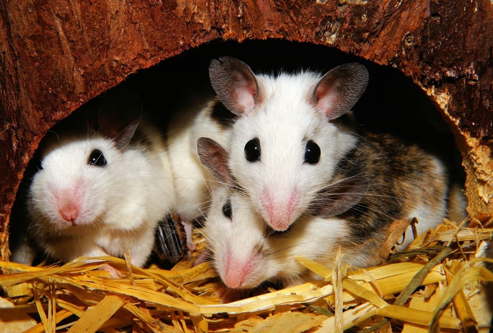 3 white tan and black mice preview