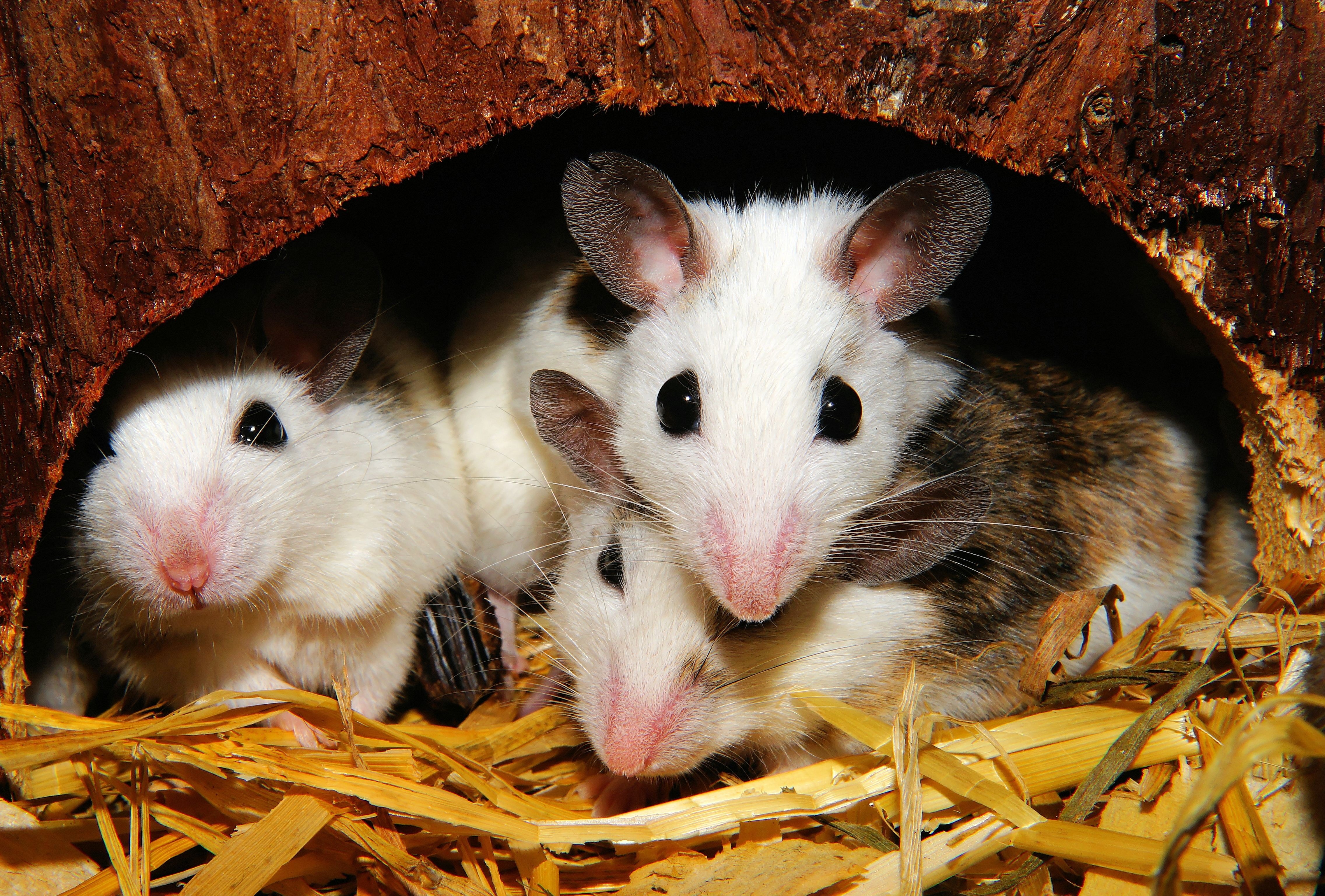 3 white tan and black mice