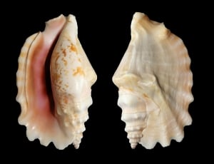 2 brown seashells thumbnail