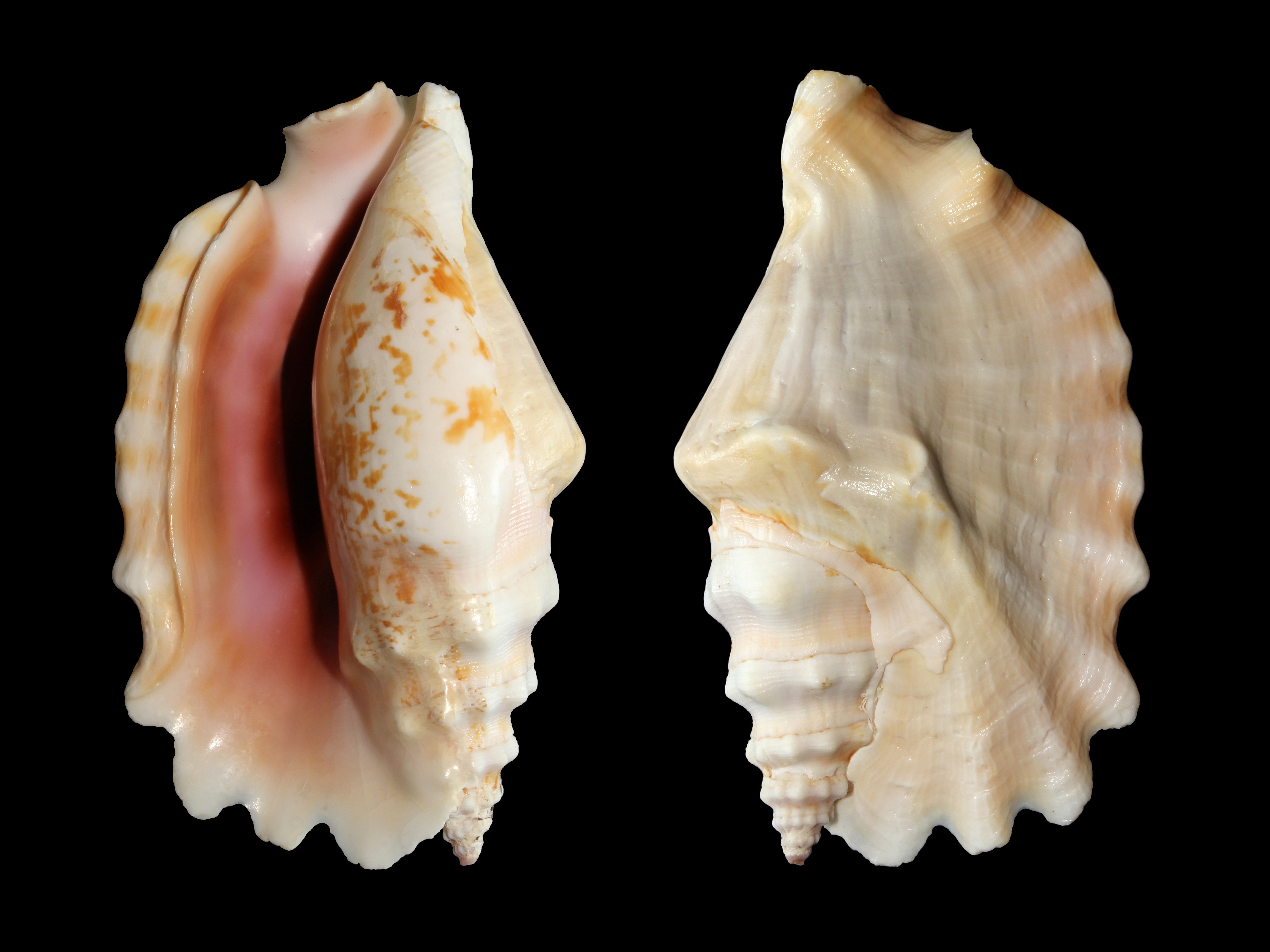2 brown seashells