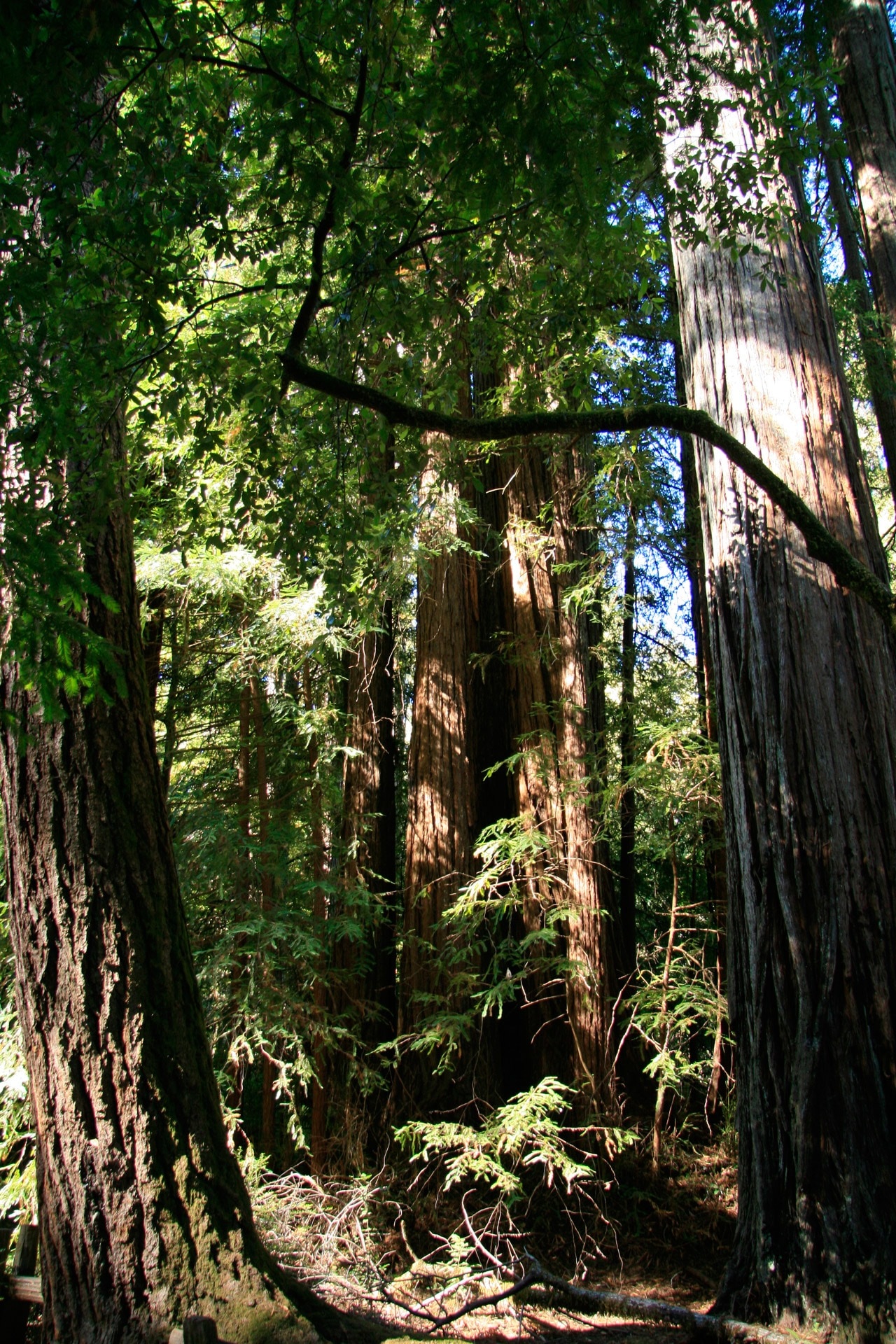 California, Redwood, Trees, Giant, Path, tree, forest