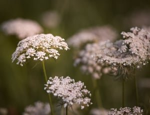 Wild Flowers, Daisy, Wild Herbs, Field, flower, petal free image | Peakpx