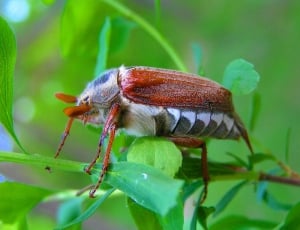 brown white and gray beetle thumbnail