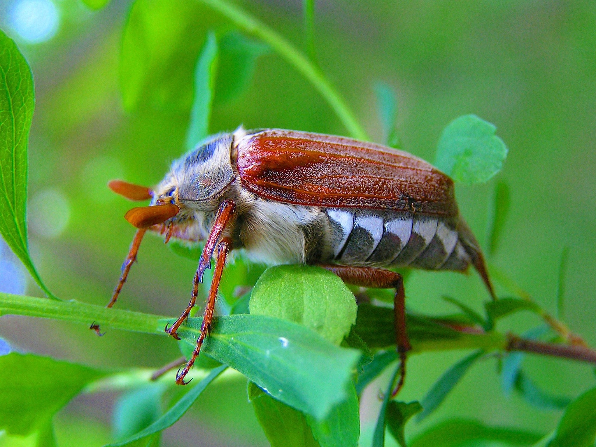 brown white and gray beetle