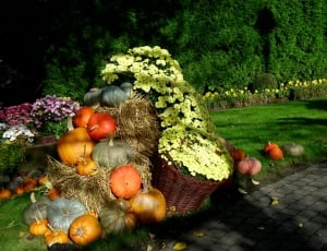 Harvest, Thanksgiving, Autumn, Pumpkin, pumpkin, food and drink thumbnail