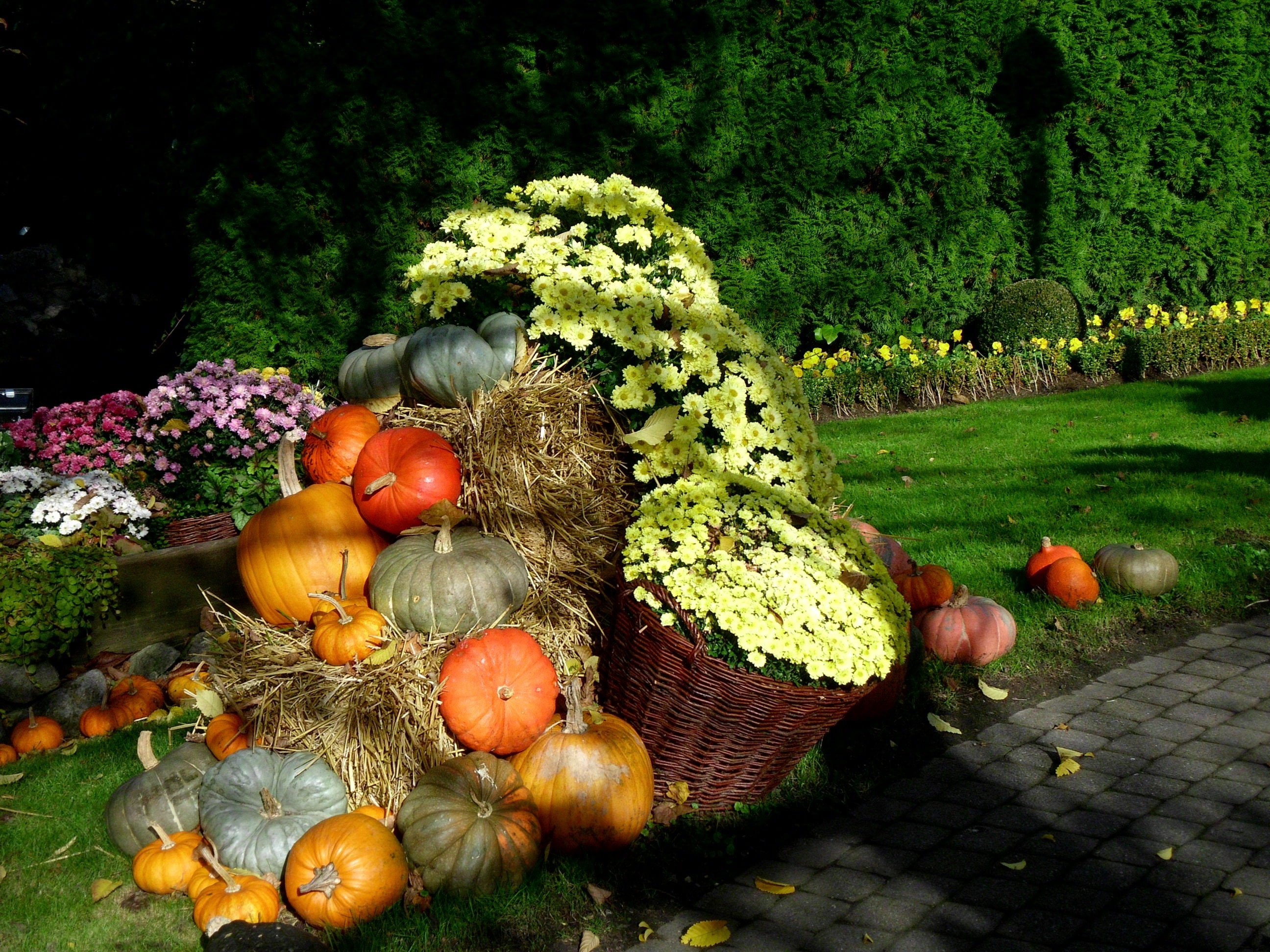 Harvest, Thanksgiving, Autumn, Pumpkin, pumpkin, food and drink