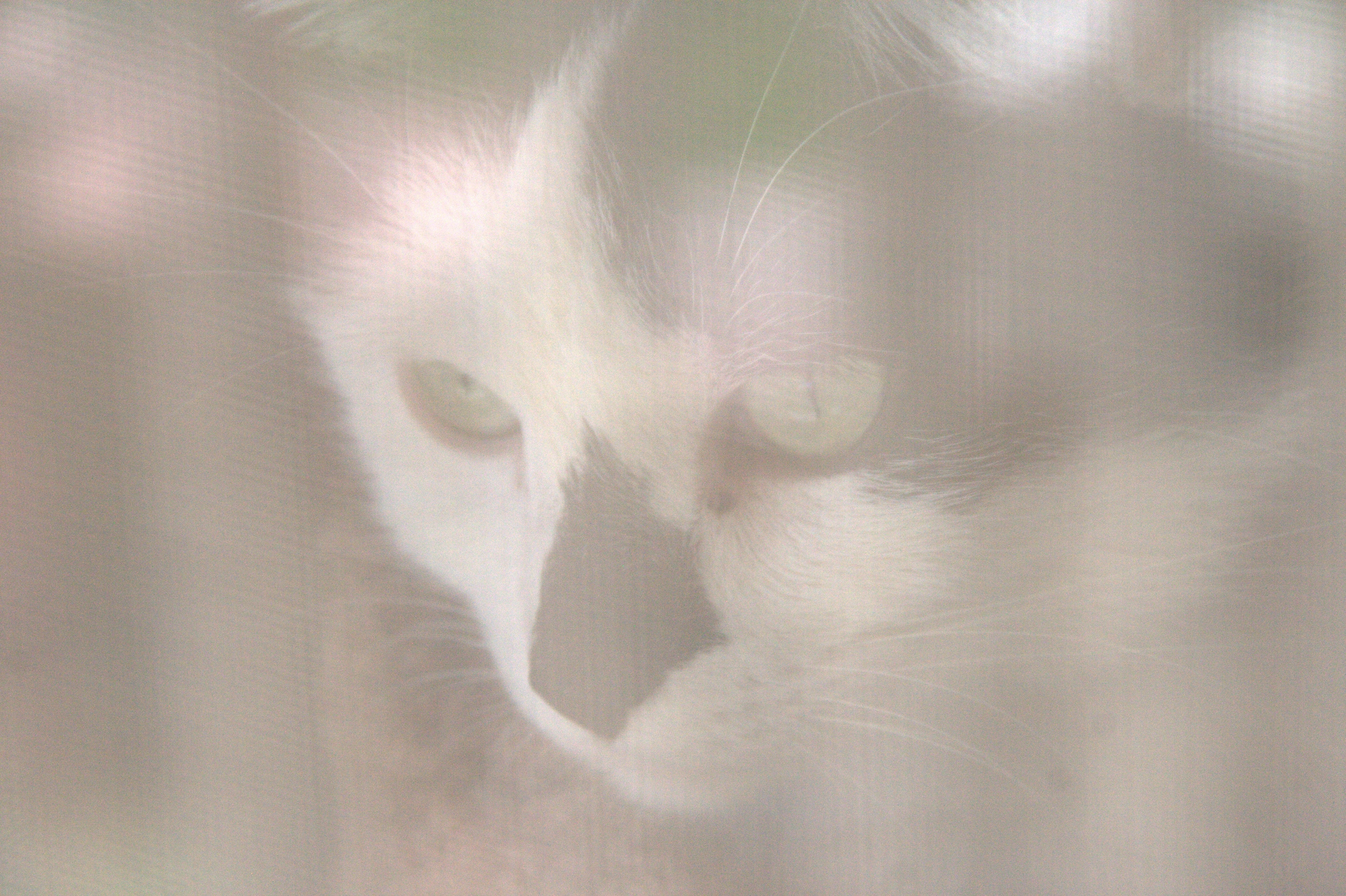 Птички для котов на экране со звуком. Кошка на экране. Кошка и монитор. Обои кошки на 2 монитора.