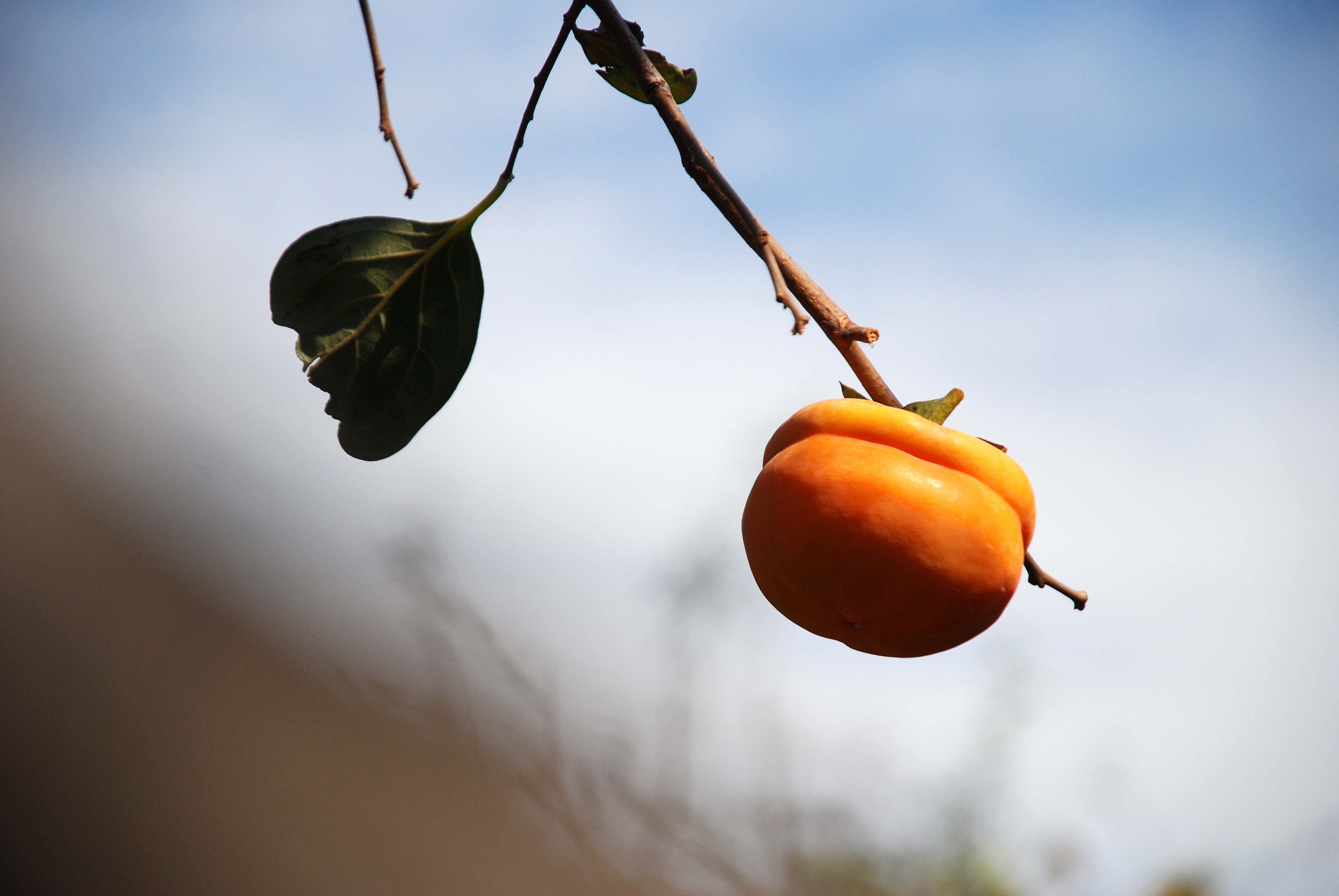orange round fruit