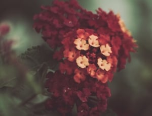 red, flower, petal, bloom, flower, close-up thumbnail