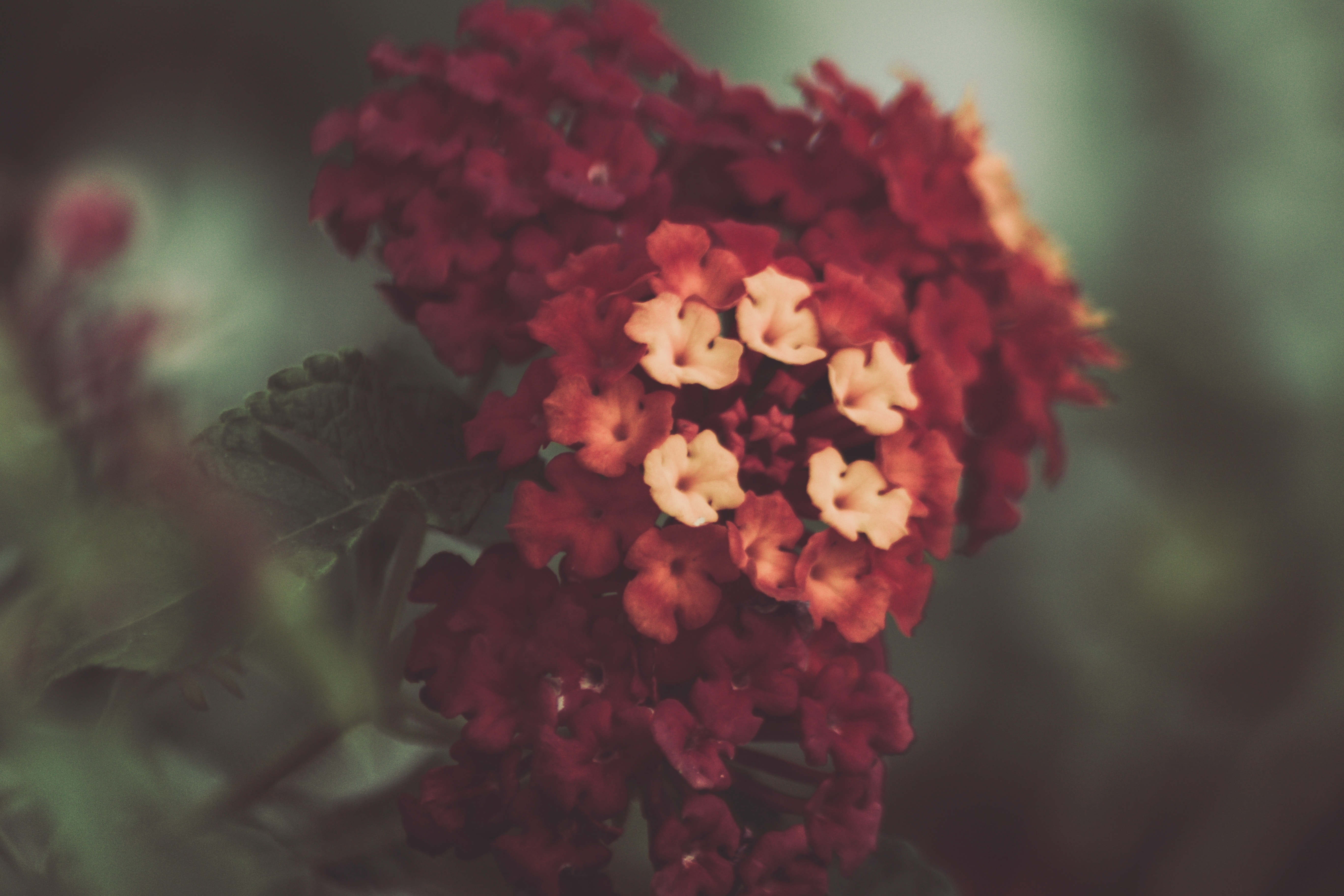 red, flower, petal, bloom, flower, close-up
