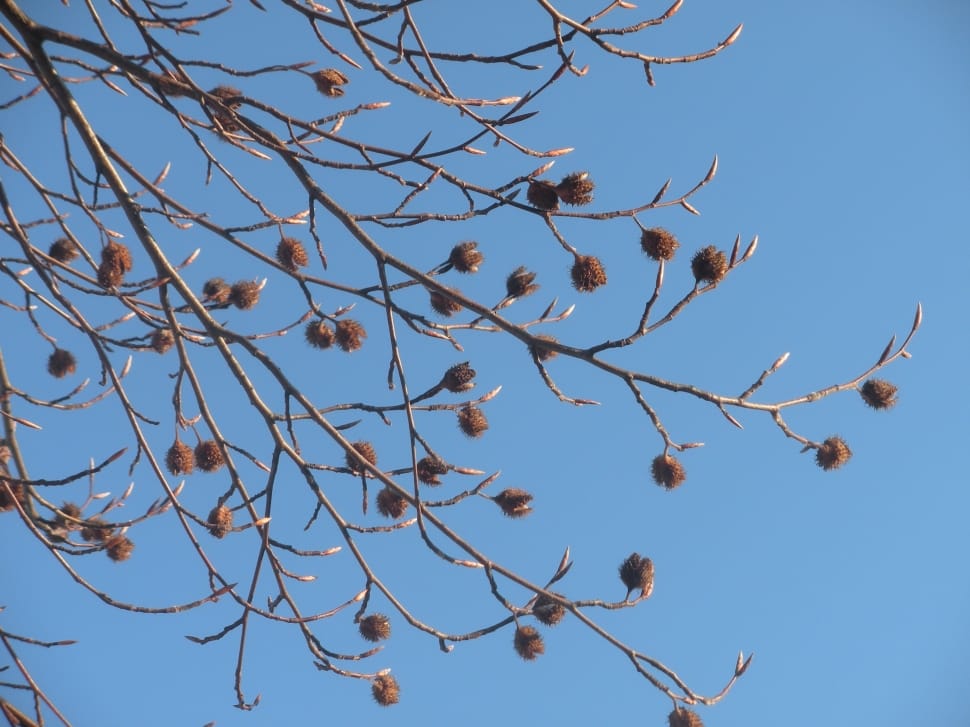 brown acorn under blue sky at daytime preview