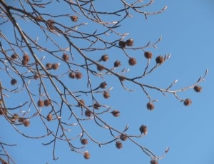 brown acorn under blue sky at daytime thumbnail
